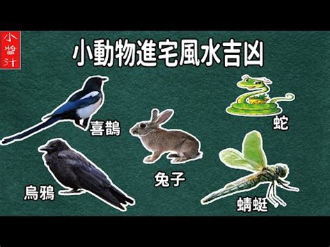 蜻蜓 預兆|【蜻蜓入 屋 風水】蜻蜓入屋 風水：飛進家門的9大好寓意，福運。